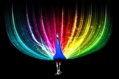 Desktop hd peacock bird images.jpg