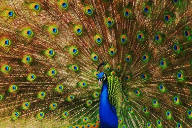 Peacock Wallpaper_hd Wallpaper_download Free Wallpapers