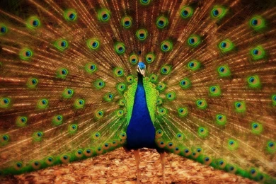Wallpaper: Peacock Wallpapers