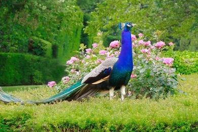 Peacock HD Wallpapers Desktop Pictures