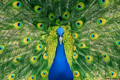 White Peacock Wallpaper Images