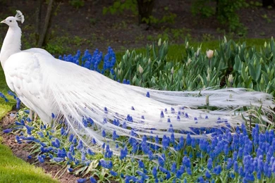 White Peacock Wallpaper6.jpg