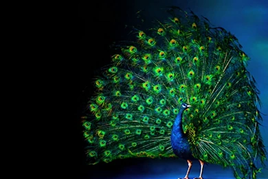 Smart Peacock Fence Sitting Wallpapers