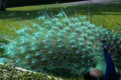 Lovely Wallpapers Of Peacocks HD Images New