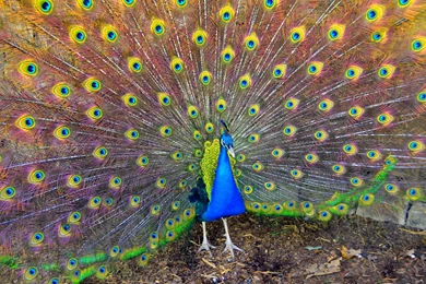 Page 2: Ultra HD 4K Peacock Wallpapers HD, Desktop Backgrounds ...