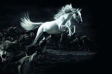 Horse Attacked By Wolves Wallpapers   Animal Wallpapers