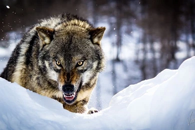 Angry Gray Wolf 800x600px