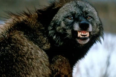 Angry Gray Wolf 800x600px