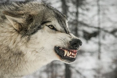 Angry Gray Wolf 800x600px