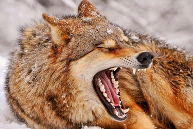 Angry Wolf >> HD Wallpaper, Get It Now!