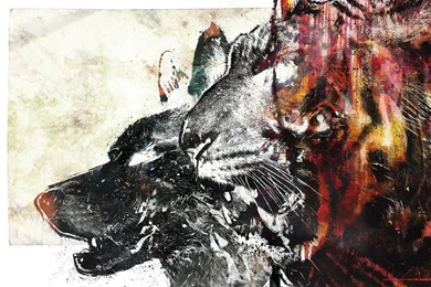 Full HD 1080p Wolf Wallpapers HD, Desktop Backgrounds 1920x1080