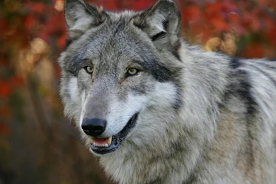 Grey wolf wallpaper.jpg