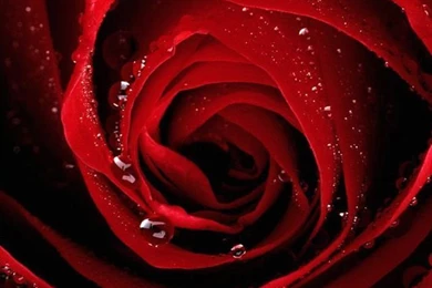 iPhone 4 640 X 960 Red Rose Wallpapers And Backgrounds
