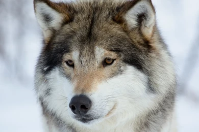 Wolf Wallpapers   Animal Wallpapers