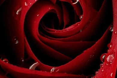 Rose Wallpapers For Iphone 5