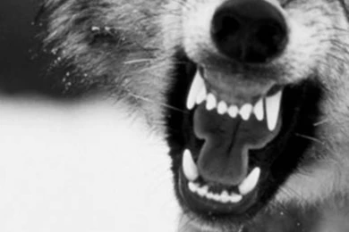 Top Black Angry Wolf With Images For Pinterest