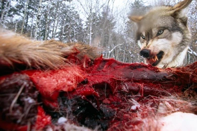 Angry Wolf Hunting Hd Wallpapers   (