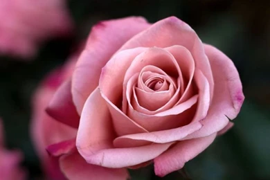 Rose Bush iPhone 5s Wallpapers Download