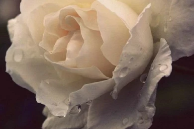 Dewy Rose iPhone 5s Wallpapers Download