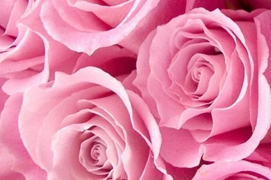 Pink Roses Close up HD Desktop Wallpapers : High Definition ...