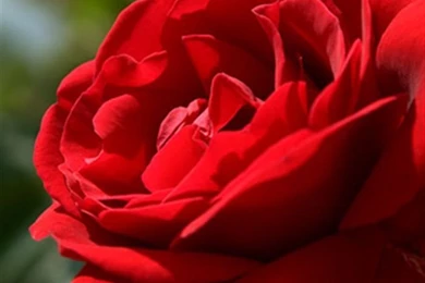 Iphone Wallpapers   Apple Iphone Wallpapers 320x480 Pixel For