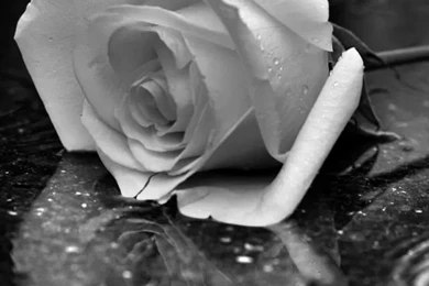 Rose iPhone 4s Wallpapers Download