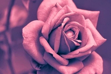 Rose Wallpapers iPhone 6s • IPhones Wallpapers