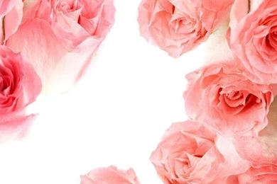 Macro Rose Red Iphone 4s Wallpapers Free 640x960 Hd Iphone Retina ...