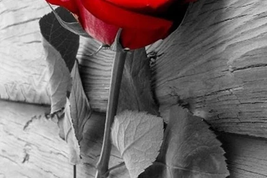 Elegant Red Rose On Wood iPhone 6 Wallpapers Download