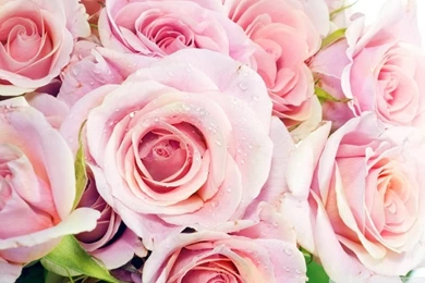 Pink Roses HD Desktop Wallpapers : Mobile : Dual Monitor
