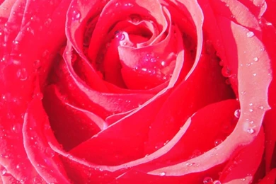 Macro iPhone 6 Wallpapers