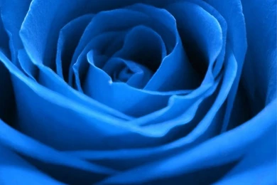 Nature Blue Rose Flower Macro iPhone 6 Wallpapers Download