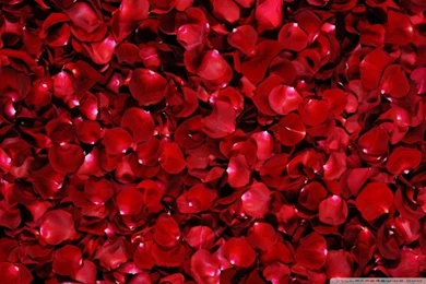 Red Rose Petals HD Desktop Wallpapers : High Definition ...