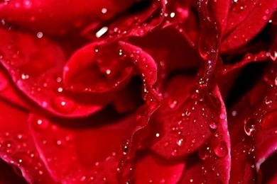 Fresh Red Rose iPhone 4s Wallpapers Download
