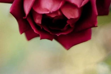 Pink iPhone 6 Wallpapers