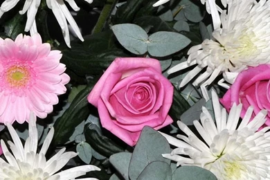 Rose Bouquet Gerbera Flowers iPhone 6 Wallpapers HD And 1080P 6 ...