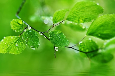 Beautiful Water Wallpapers For Desktop Hd Water Drops On Leaves Hd ...