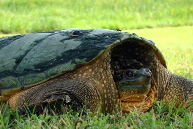 194 Turtle HD Wallpapers