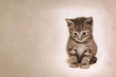 So Freakin Cute Cats Wallpapers 248656 Fanpop   PowerballForLife