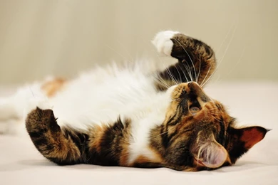 Cute Cat Wallpapers Hd 1920x1080 Cute Cat Wallpapers   PowerballForLife