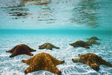 Underwater Wallpapers   Crazy Frankenstein