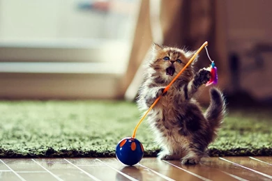 Funny Cute Cat Playing Wallpapers Desktop