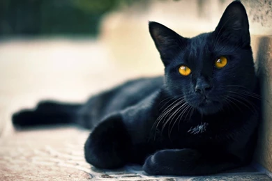 Cute Black Cat Wallpapers Full HD