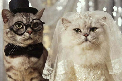 My Top Collection: Funny Cat Wallpapers