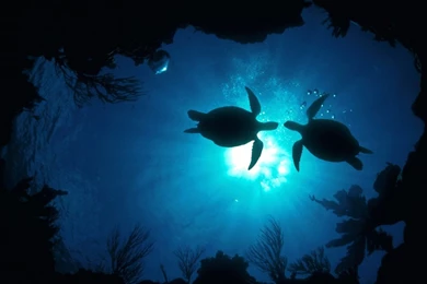 Underwater Wallpapers 3048 Amazing Awesome   Wallnos.com