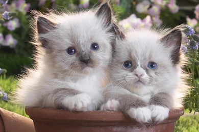 Cute Kittens Hd Wallpapers   PowerballForLife