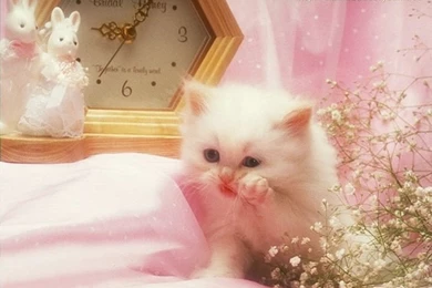 Super Cute Little Kittens Wallpapers 134   Wallcoo.net