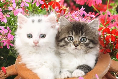 Download Wallpapers 3840x2160 Kittens, Steam Pot, Flowers 4K Ultra ...