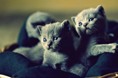 1366x768 Lovable Blue Russian Kittens Desktop PC And Mac Wallpapers
