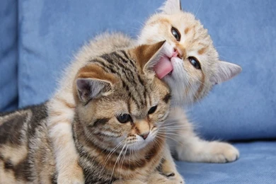 Cute Kittens   Kittens Wallpapers (16122540)   Fanpop